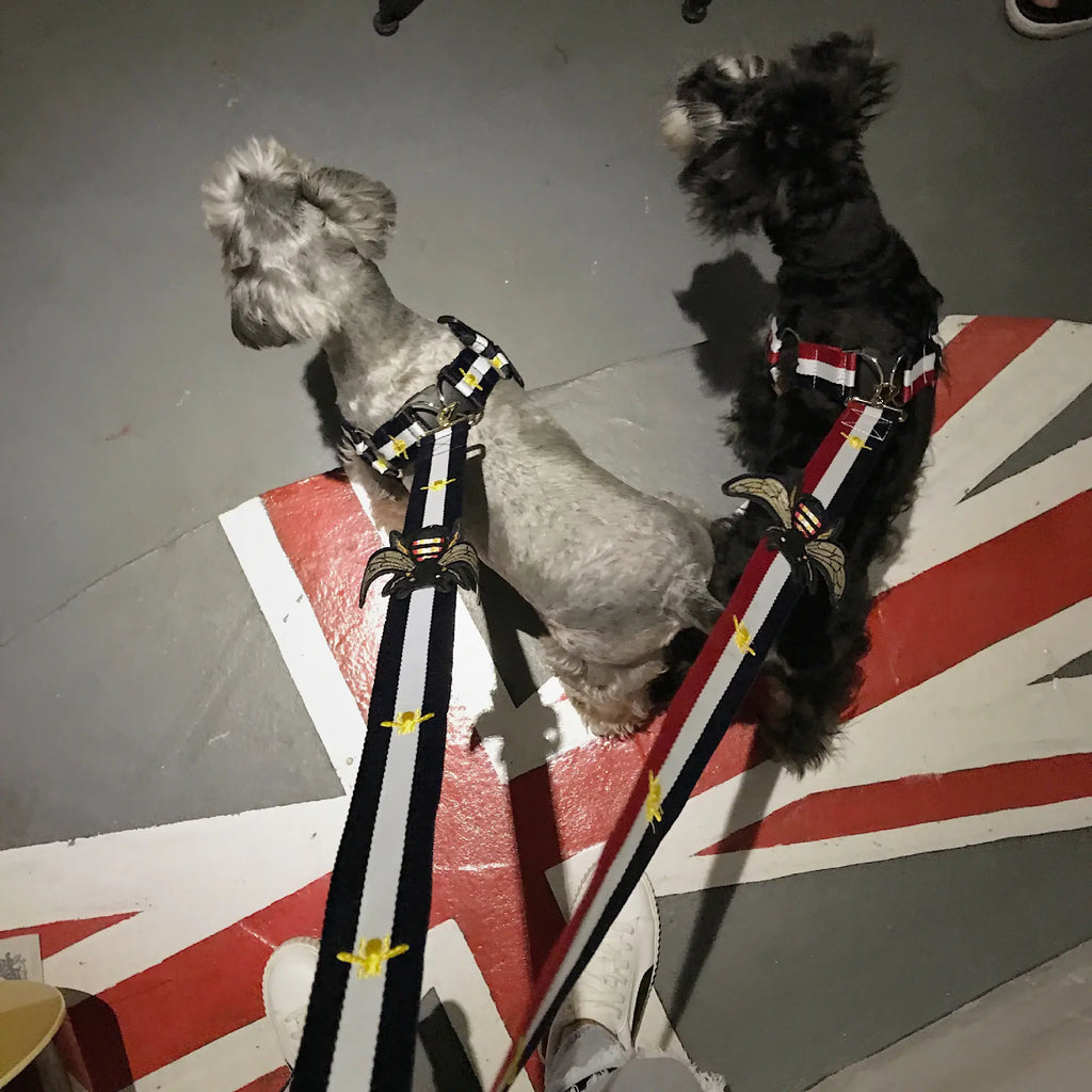 Trendy Pet Harness and Leash for Dogs of All Sizes