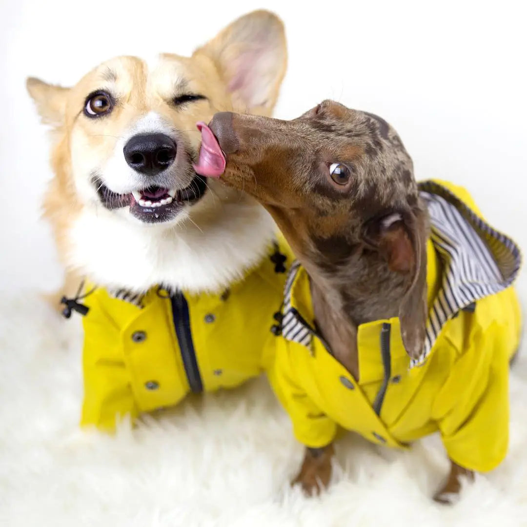 Windproof and Waterproof Dog Raincoat for Pets