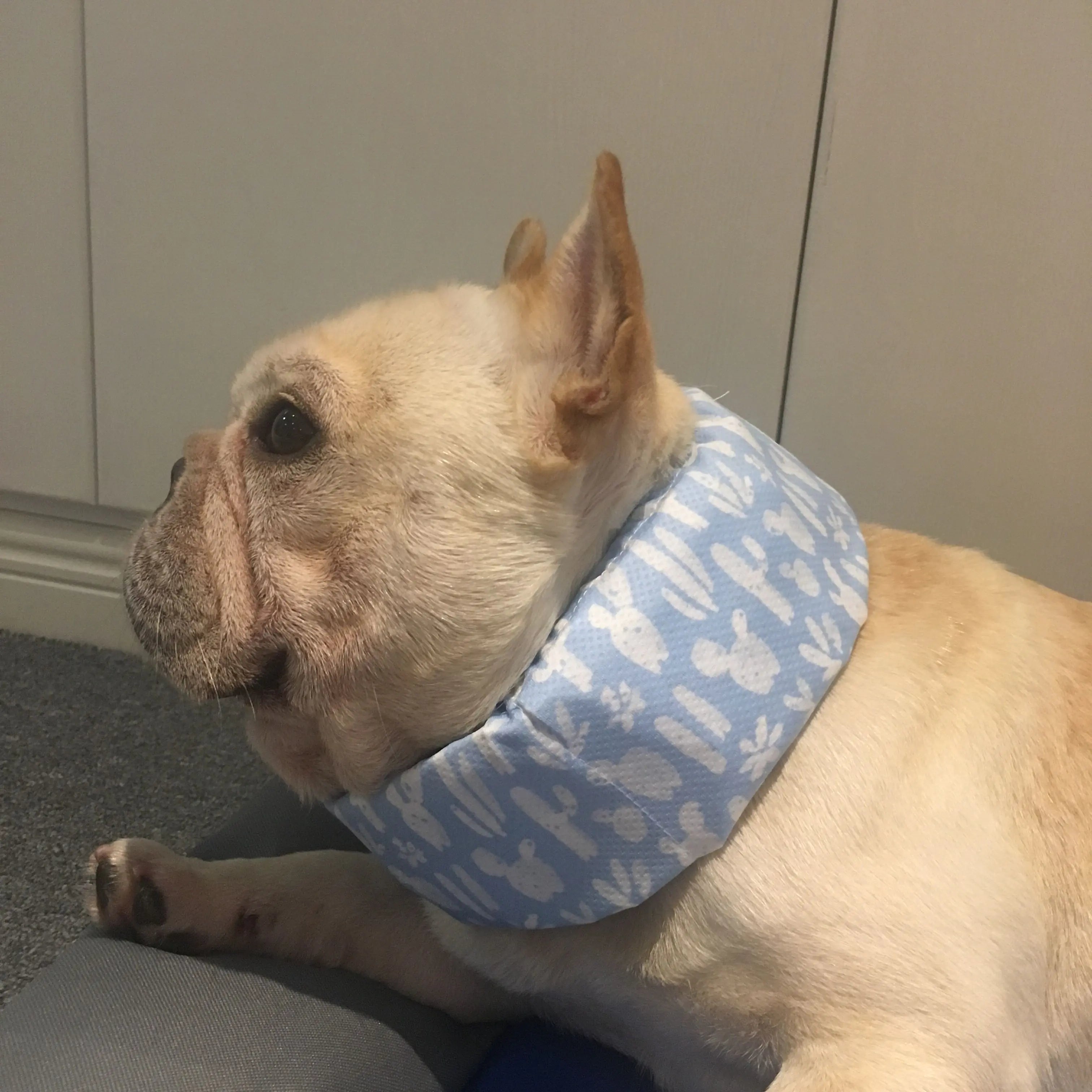 Summer Pet Dog Cooling Ice Scarf for Heat Relief