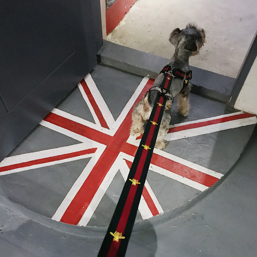 Trendy Pet Harness and Leash for Dogs of All Sizes