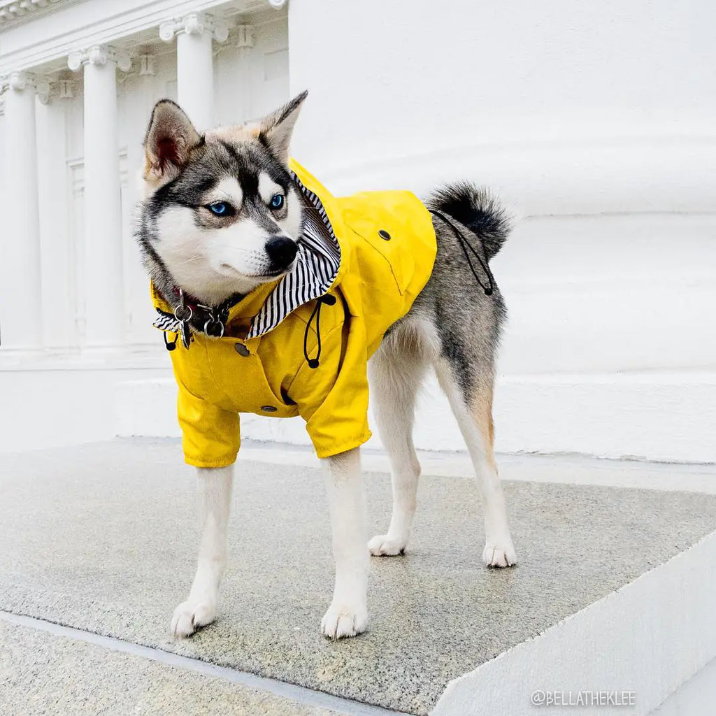 Windproof and Waterproof Dog Raincoat for Pets